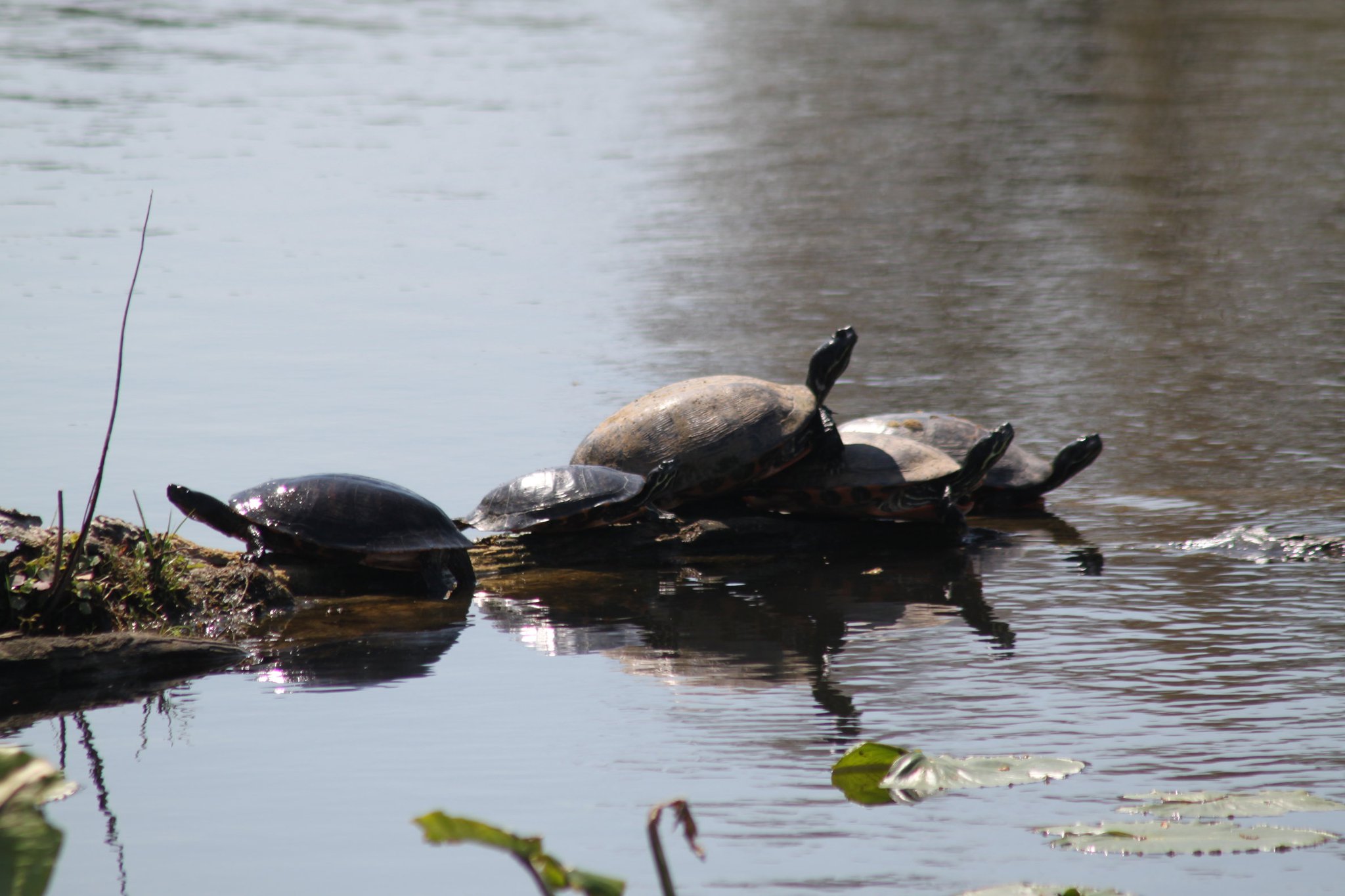 Turtle Lake 1